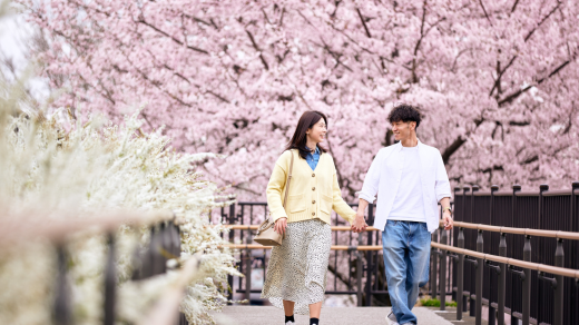 A Guide to Visiting the Cherry Blossoms in Japan