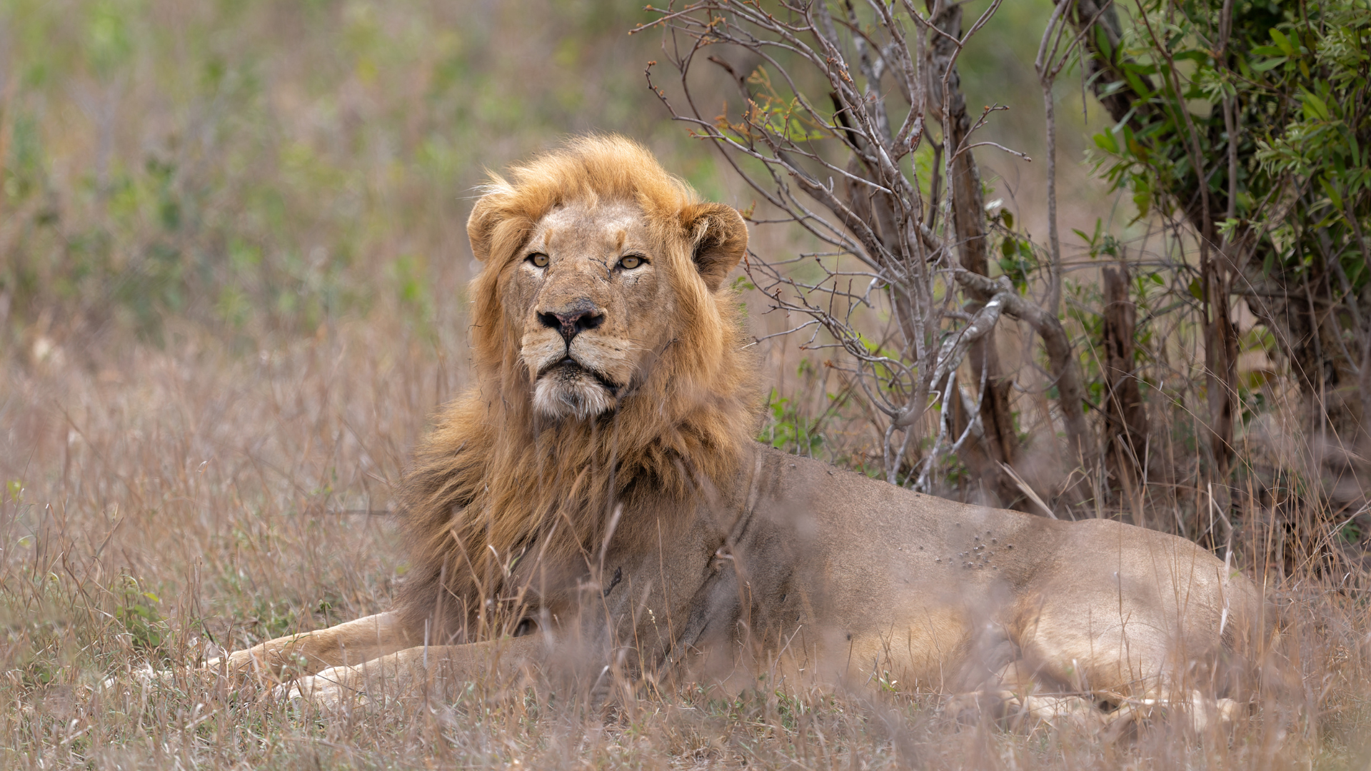 Kruger National Park